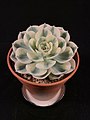 Echeveria "Compton Carousel"