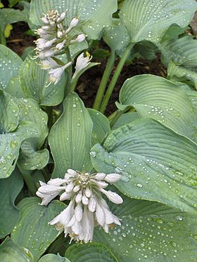 Hosta Bressingham