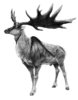 Megaloceros restoration