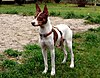 A brown and white male Ratonero Valenciano