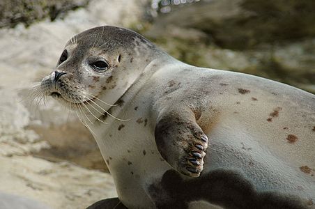 ゴマフアザラシのヒゲ。魚が作る水流などを感知する[30]。