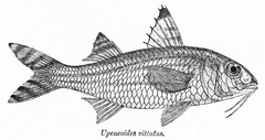 Upeneus vittatus