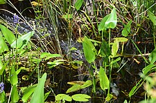 Adult American alligator