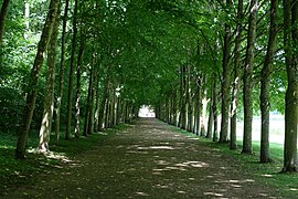 Alignement des tilleuls de l'allée Racine.