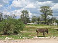 Ejido a Texcoco.