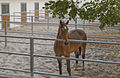 1. Een paard in een paddock.