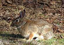 Un lapin gris de profil assis dans l'herbe.