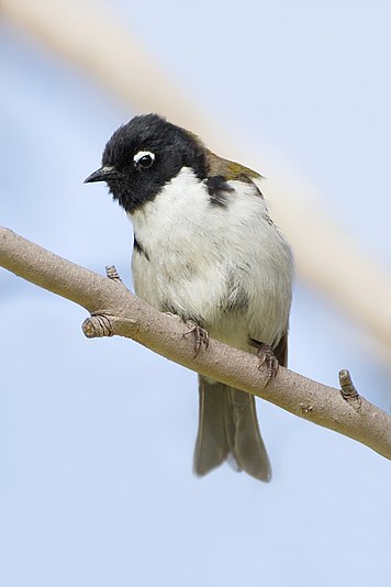 Black-headed Honeyeater