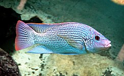 Tilapiini: Oreochromis tanganicae er ein vanleg kystart som ofte er å finna på lokale fiskemarknadar.[59]