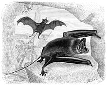 The image is a drawing of a bat