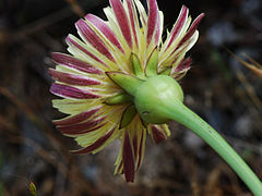 Involucre de la fleur d'Urosperme de Daléchamps.