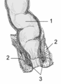 1) Retto 2) Sfintere esterno 3) Sfintere interno