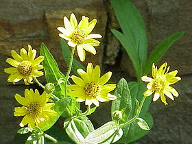 Arnica chamissonis