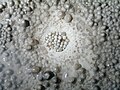 A nest of cave pearls in Carlsbad Caverns, New Mexico