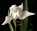 Cephalanthera rubra var. alba