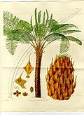 Form, leaves and reproductive structures of queen sago, Cycas circinalis