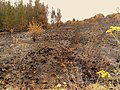 Image 26Charred shrubland in suburban Sydney (2019–20 Australian bushfires). (from Wildfire)