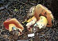 !!Rubroboletus haematinus!!