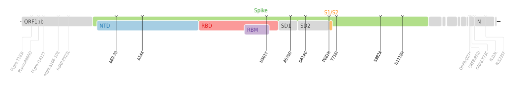 Amino acid mutations of SARS-CoV-2 Alpha variant plotted on a genome map of SARS-CoV-2 with a focus on Spike.[21]