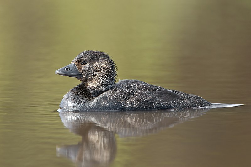 Musk Duck