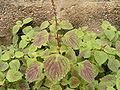 Coleus sp. 6