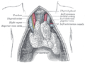 The thymus of a full-time fetus.