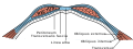 Diagram of sheath of Rectus.