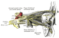 Nerves of the orbit. The frontal nerve is visible branching from the ophthalmic nerve.