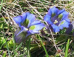 Gentiana acaulis