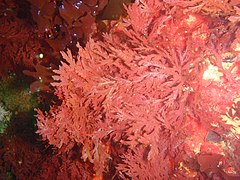 Heavy growth of red seaweeds is common on the shallow tops of the reefs