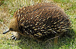 Tachyglossus aculeatus setosus.