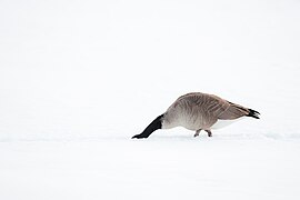 Snowy Headless