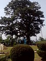 another huge thanni tree