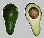 Avocado