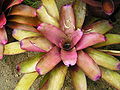 Bromeliad1