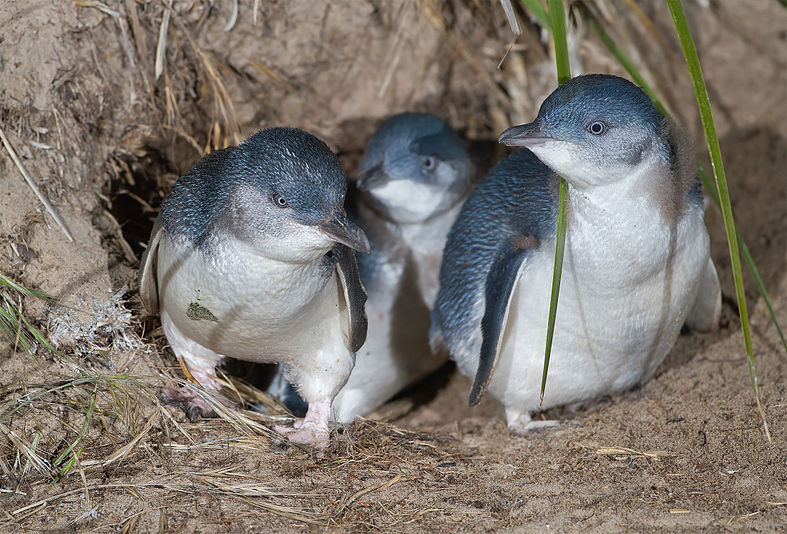 Little Penguins exiting Burrow