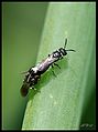 Hylaeus signatus