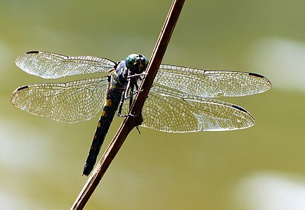 Onychothemis testacea female