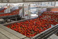 Tomato sort conveyor