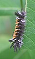 Final instar of Euchaetes egle