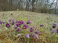 Küchenschellen Pulsatilla cf. vulgaris im flächenhaften Naturdenkmal „Steppenheide Untere Steig“ auf dem Kamm zwischen Jagst- und Hergstbachtal