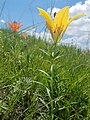 Rare yellow form in Logan County, North Dakota, USA