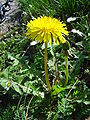 Tarassaco comune (Taraxacum officinale)