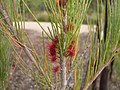 Květenství Allocasuarina littoralis