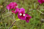 Bougainvillea spectabilis