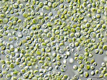 Chlorella vulgaris on microscope view