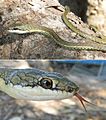 May 31: Dendrelaphis inornatus timorensis, a snake from Timor-Leste