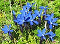 Gentiana bavarica