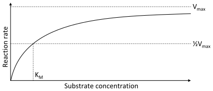 Enzyme