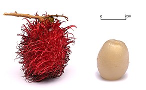 File:Rambutan white background alt.jpg (2011-02-03)